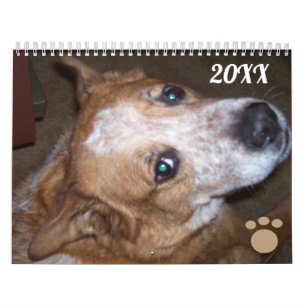 Calendário de Fotos de Cães Ginger Queensland Heel