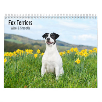 Calendário de Fox Terriers Wire & Smooth 2027