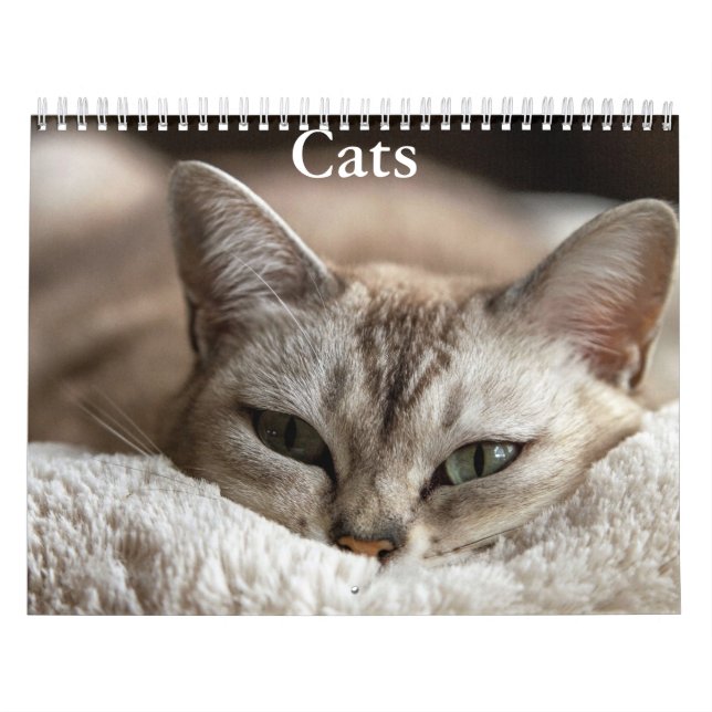 Calendário de Gatos (Capa)