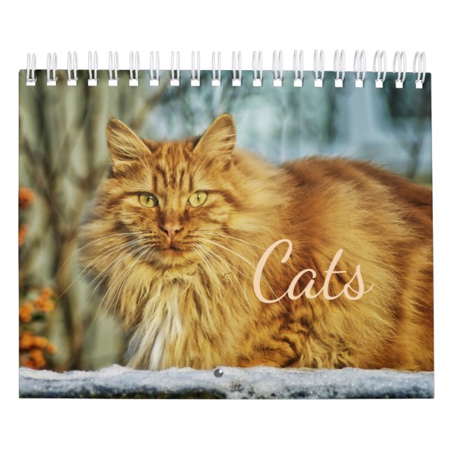 Calendário de Gatos (Capa)