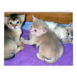 Calendário de Gatos Aby Kittens