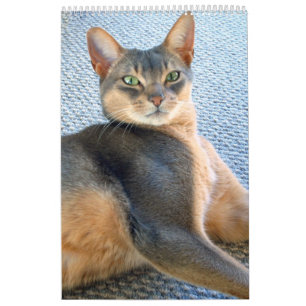 Calendário de Gatos e Gatinhos da Abissínia