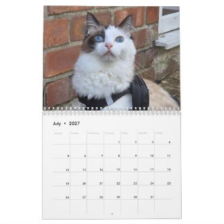 Calendário de Gatos Ragdoll