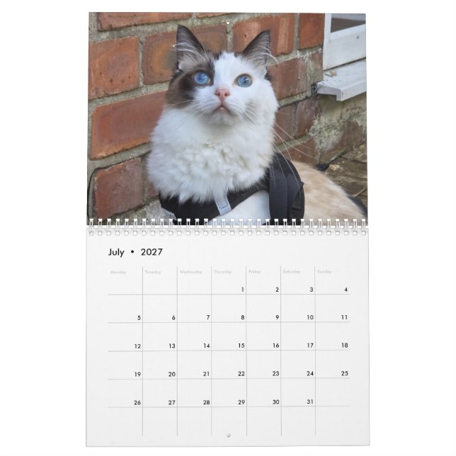 Calendário de Gatos Ragdoll (Jul 2027)