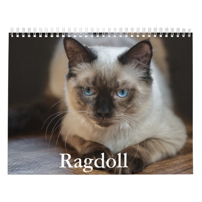 Calendário de Gatos Ragdoll (Capa)