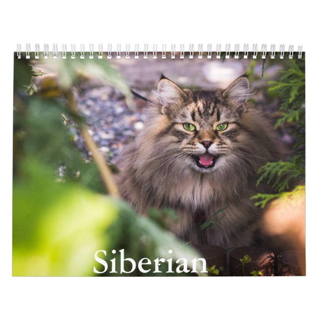 Calendário de Gatos Siberianos (Capa)