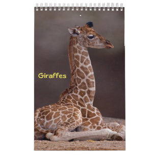 Calendário de Girafas