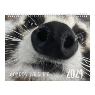 Calendário de Gordon Wildlife Raccoon 2024