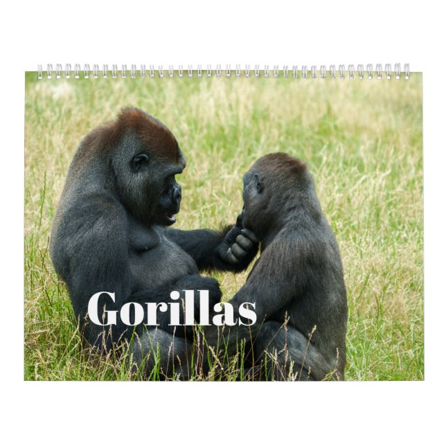 Calendário de Gorilas 2027 (Capa)