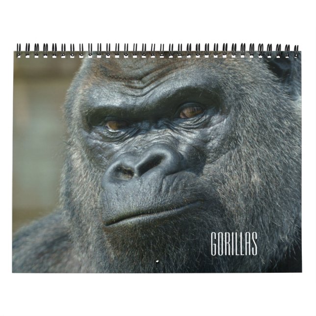 Calendário de Gorilla 2026 (Capa)