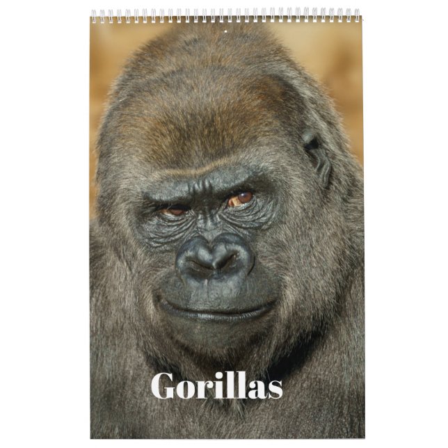 Calendário de Gorilla 2026 (Capa)