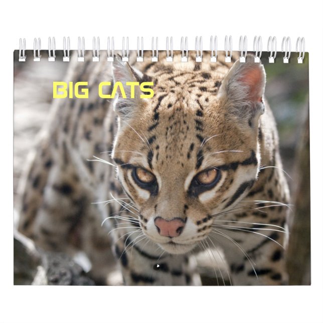 Calendário de Grandes Felinos (Capa)