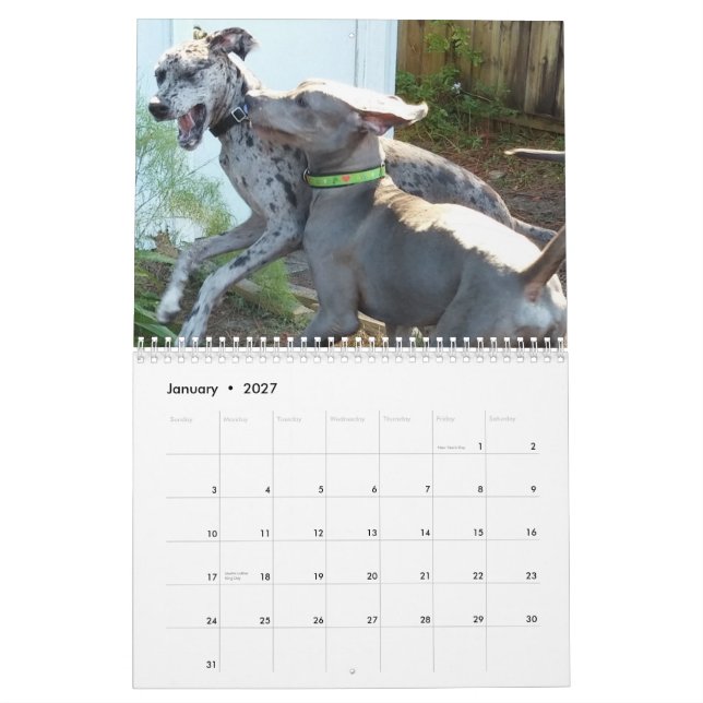 Calendário de great dane "que relaxa em torno da (Jan 2027)