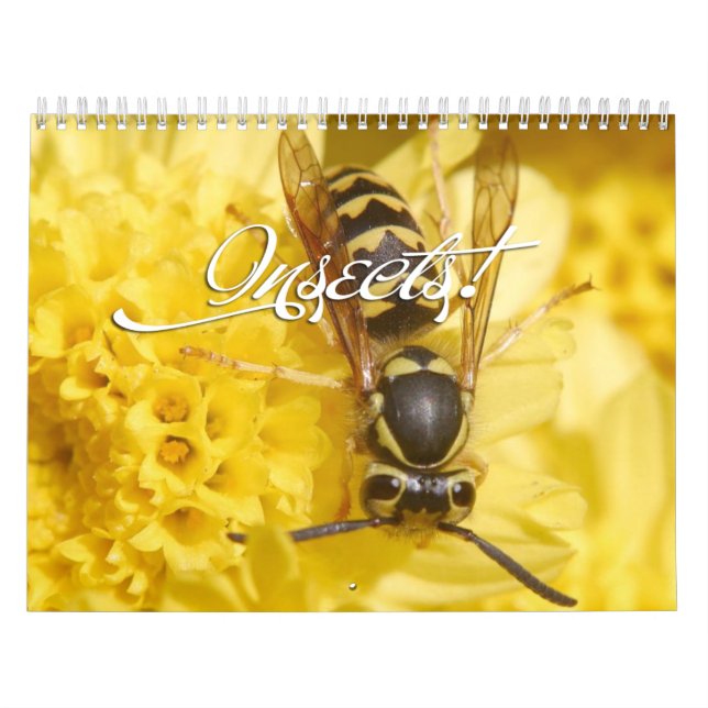 Calendário de Insetos 2013 (Capa)