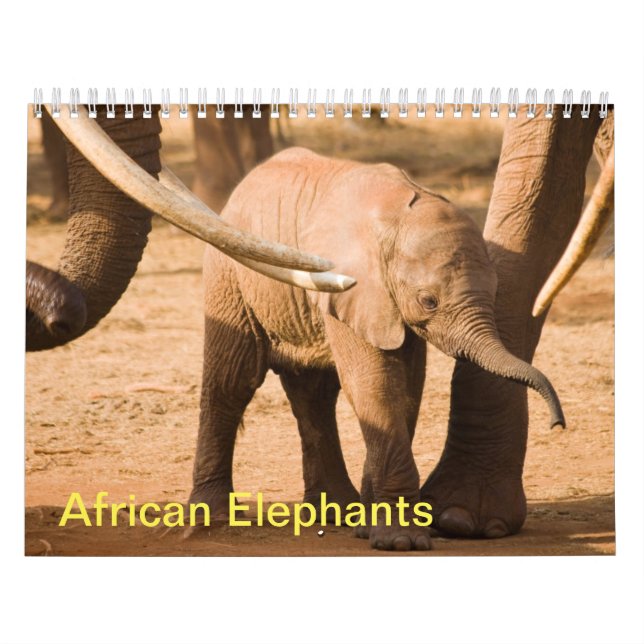Calendário de Muro de Elefantes Africanos (Capa)