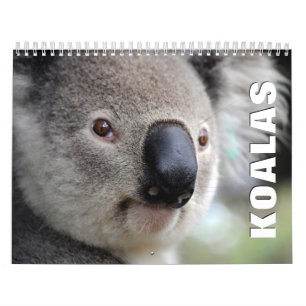 Calendário de Muro de Koalas