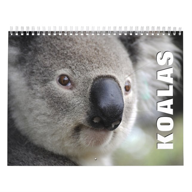Calendário de Muro de Koalas (Capa)