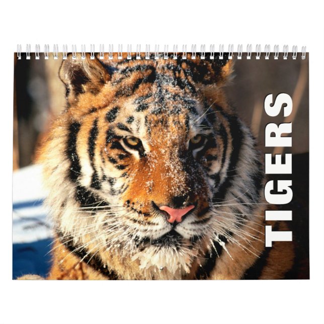 Calendário de Muro de Tigers (Capa)