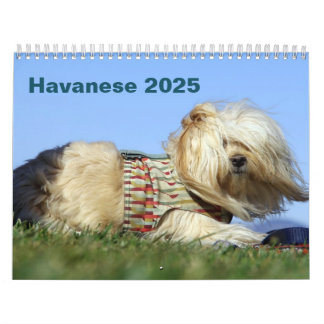 Calendário de Muro do Havanês 2025