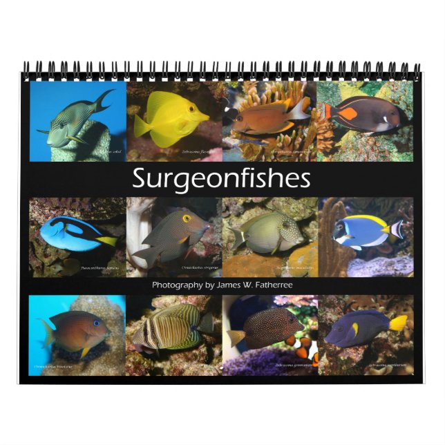Calendário de Muros de Surgeonfishes por J.W. Pai. (Capa)