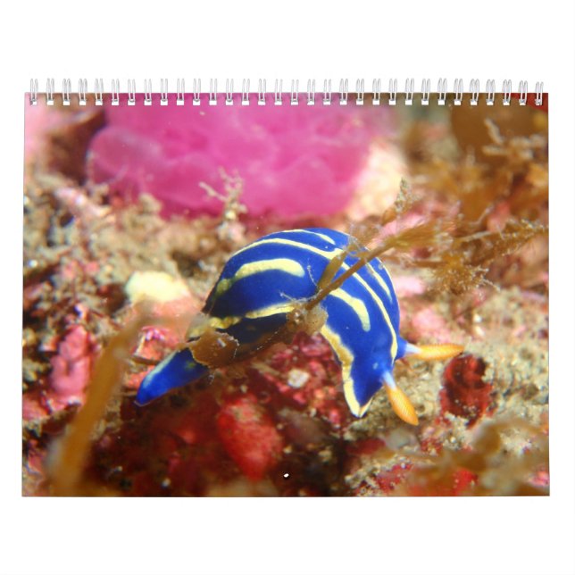 Calendário de Nudibranch (Capa)