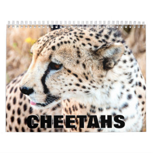 Calendário de Parede 2022 do Cheetahs