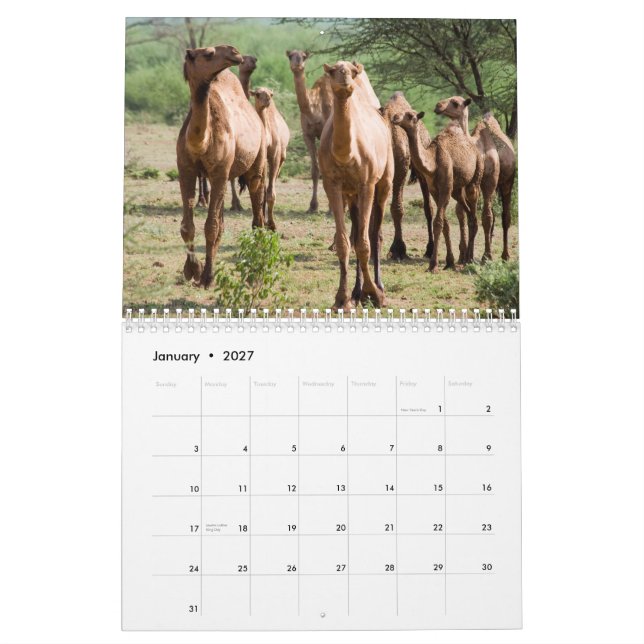 Calendário de Parede Camel (Jan 2027)