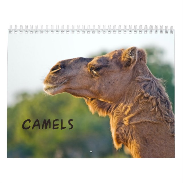 Calendário de Parede CAMELS (Capa)
