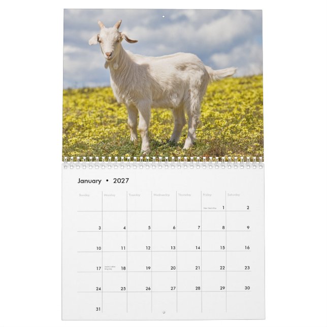 Calendário de parede das cabras (Jan 2027)