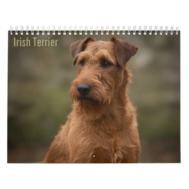 Calendário de Parede de Terriers Irlandeses 2027 (Capa)