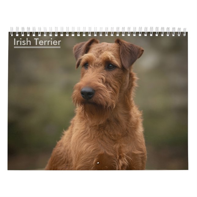 Calendário de Parede de Terriers Irlandeses 2027 (Capa)