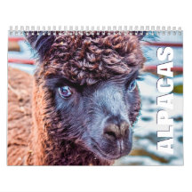 Calendário de Parede do Alpacas