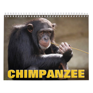 Calendário de Parede do Chimpanzé 2022