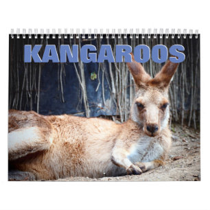 Calendário de Parede do Kangaroos