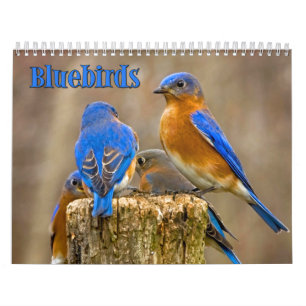 Calendário de parede dos Bluebirds