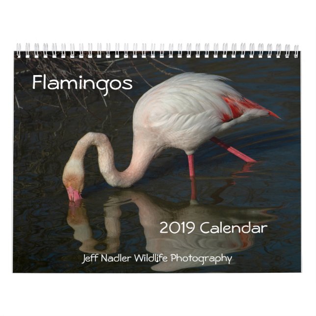 Calendário de parede dos flamingos 2019 (Capa)