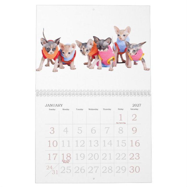 Calendário de parede | dos gatos de Sphynx (Jan 2027)