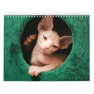 Calendário de parede dos gatos de Sphynx