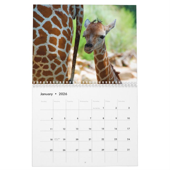Calendário de parede dos girafas (Jan 2026)