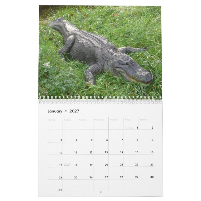 Calendário de parede dos jacarés (Jan 2027)