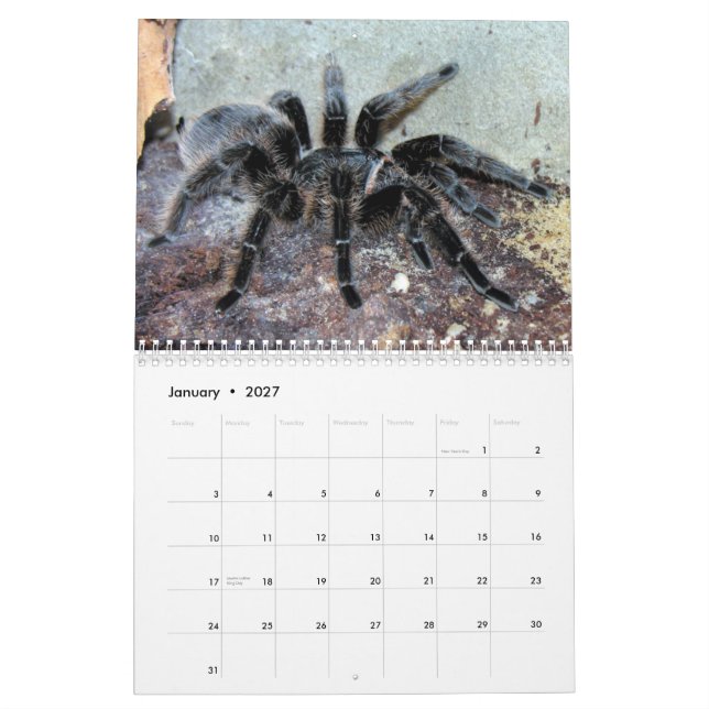 Calendário de parede dos Tarantulas (Jan 2027)