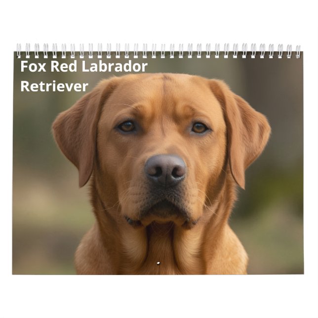 Calendário de Parede Fox Red Labrador Retriever 20 (Capa)