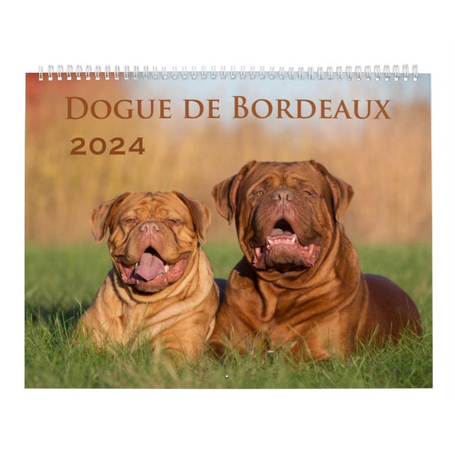 Calendário de Parede Grande do Dogue de Bordeaux (Capa)