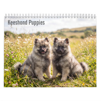 Calendário de Parede Keeshond Puppies 2027