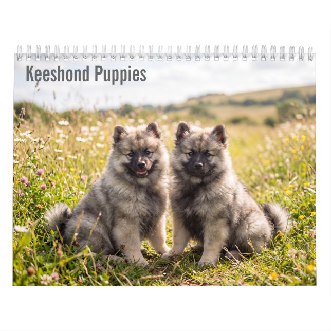Calendário de Parede Keeshond Puppies 2027 (Capa)