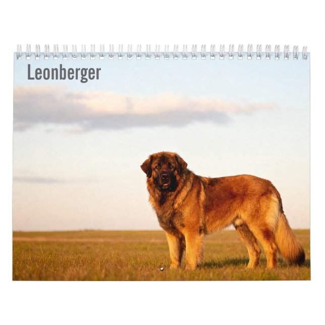Calendário de parede Leonberger 2027 (Capa)