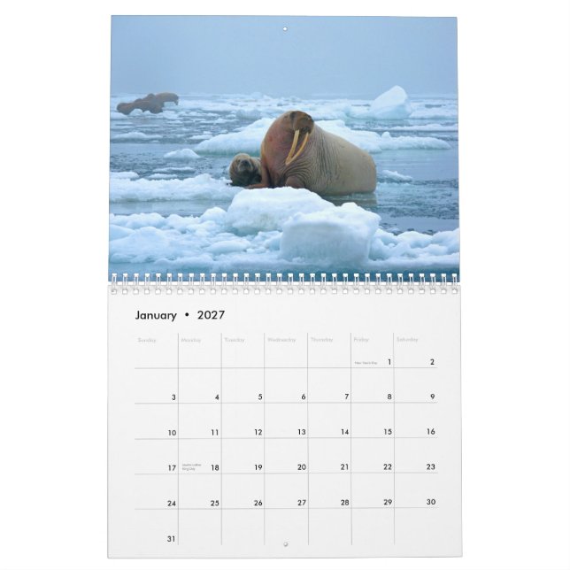 Calendário de parede maravilhoso da morsa (Jan 2027)