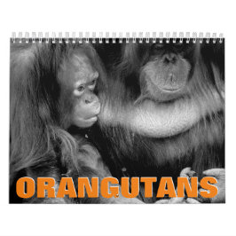 Calendário de Parede Orangutans