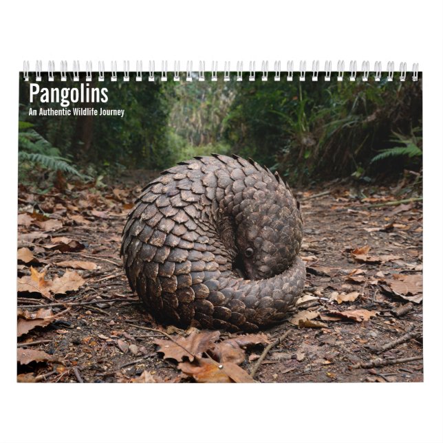 Calendário de Parede Pangolins 2027 (Capa)