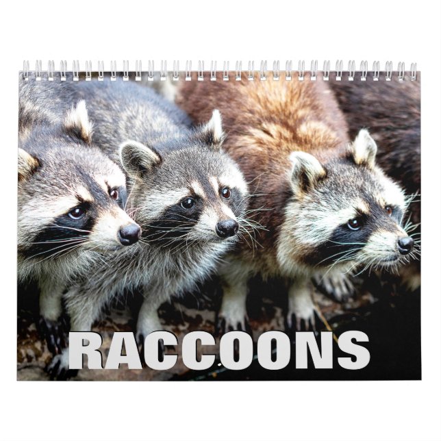 Calendário de Parede Raccoons (Capa)